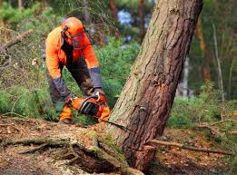 Hazel Green, AL Tree Care  Company