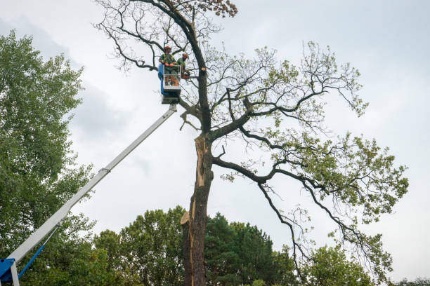 Best Tree Disease Treatment  in Hazel Green, AL