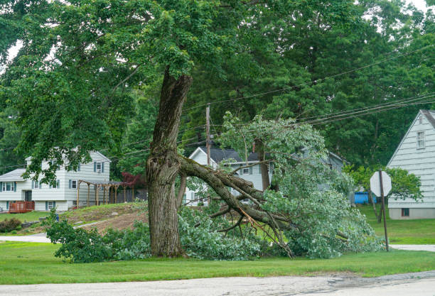 How Our Tree Care Process Works  in  Hazel Green, AL