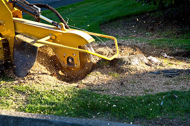 Best Fruit Tree Pruning  in Hazel Green, AL